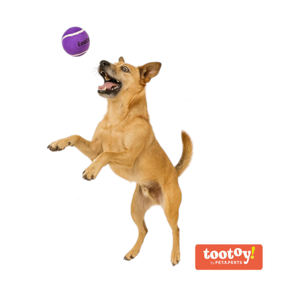 /tootoy-chase-squeaker-ball-morada-pelota-de-tenis-para-perros