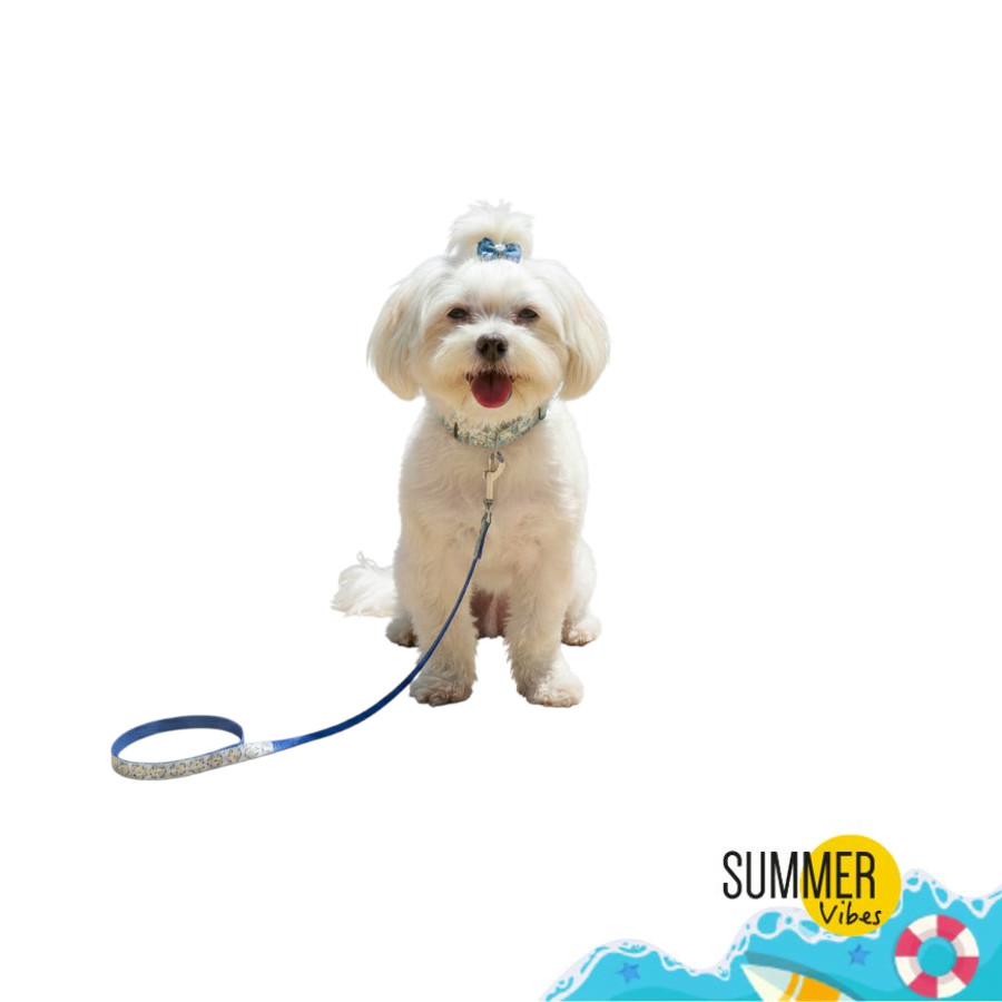 /summer-vibes-pack-correa-y-collar-dolce-vita-para-perros_6a68a33a76312